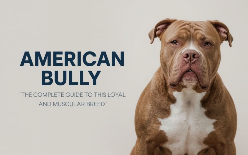 Muscular American Bully dog standing confidently with a short coat and wide chest, showcasing its strong build and loyal nature.